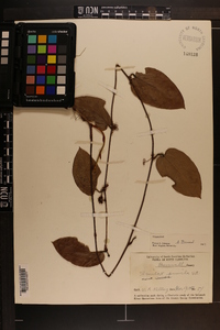 Smilax pumila image