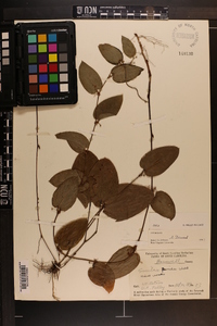 Smilax pumila image