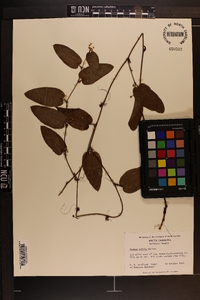 Smilax pumila image