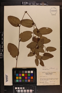 Smilax pumila image