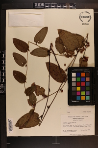 Smilax pumila image