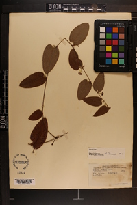 Smilax pumila image