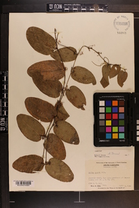 Smilax pumila image