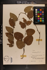 Smilax pumila image