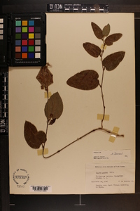 Smilax pumila image