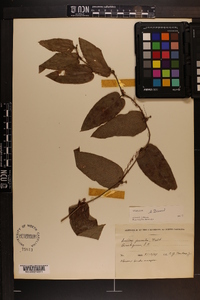 Smilax pumila image