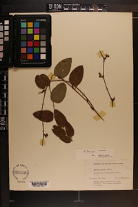 Smilax pumila image