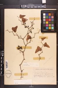 Smilax bona-nox image