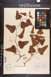 Smilax bona-nox image