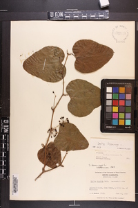 Smilax bona-nox image