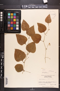 Smilax bona-nox image