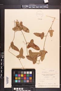 Smilax bona-nox image