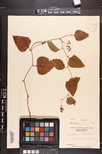 Smilax bona-nox image