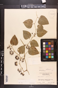 Smilax bona-nox image