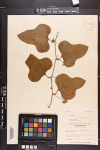 Smilax bona-nox image