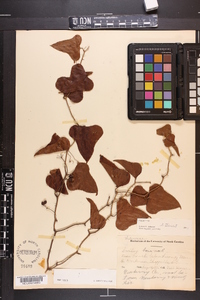 Smilax bona-nox image