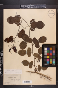 Smilax tamnoides image