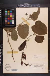 Smilax tamnoides image