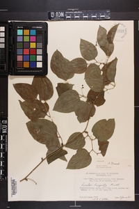 Smilax tamnoides image