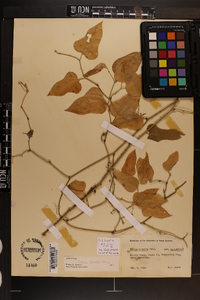 Smilax tamnoides image