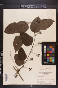 Smilax tamnoides image