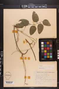 Smilax lanceolata image