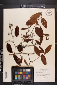 Smilax laurifolia image