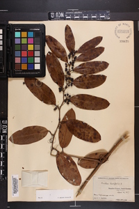 Smilax laurifolia image