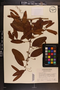 Smilax laurifolia image