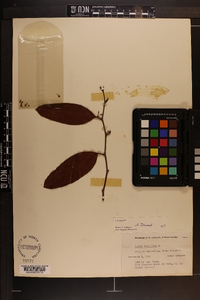 Smilax laurifolia image