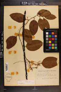 Smilax laurifolia image