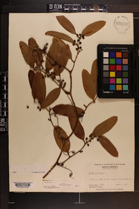 Smilax laurifolia image