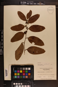 Smilax laurifolia image