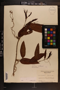 Smilax laurifolia image