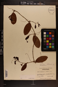 Smilax laurifolia image