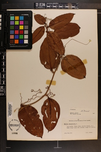 Smilax laurifolia image