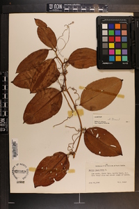 Smilax laurifolia image