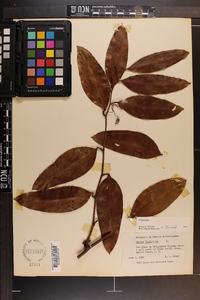 Smilax laurifolia image