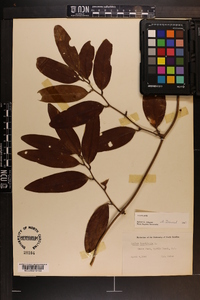 Smilax laurifolia image