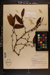 Smilax laurifolia image