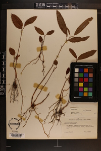 Smilax laurifolia image