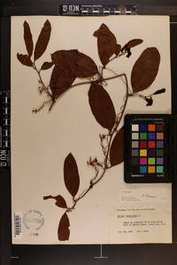 Smilax laurifolia image