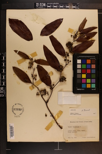 Smilax laurifolia image