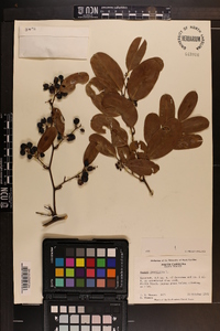 Smilax laurifolia image