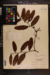 Smilax laurifolia image