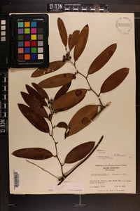 Smilax laurifolia image