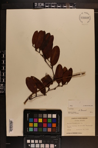 Smilax laurifolia image