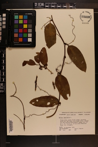 Smilax laurifolia image