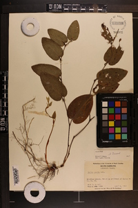 Smilax pumila image