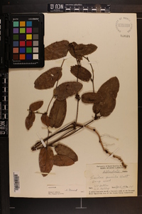 Smilax pumila image